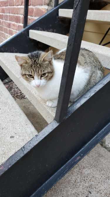 Squeaky, Adoptable, Young Female Tabby.