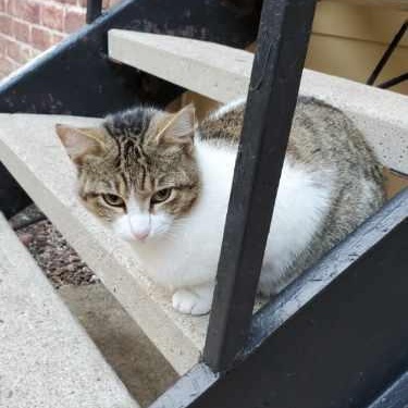 Enlarge Squeaky, a Adoptable Tabby in Spring, TX image 2/3