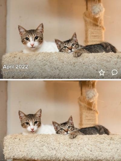 Enlarge Squeaky, a Adoptable Tabby in kingwood, TX image 2/3