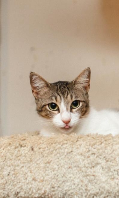 Enlarge Squeaky, a Adoptable Tabby in kingwood, TX image 3/3