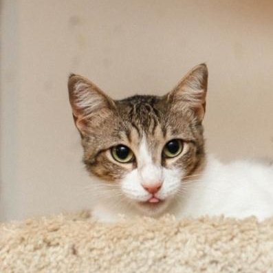 Enlarge Squeaky, a Adoptable Tabby in Spring, TX image 1/3