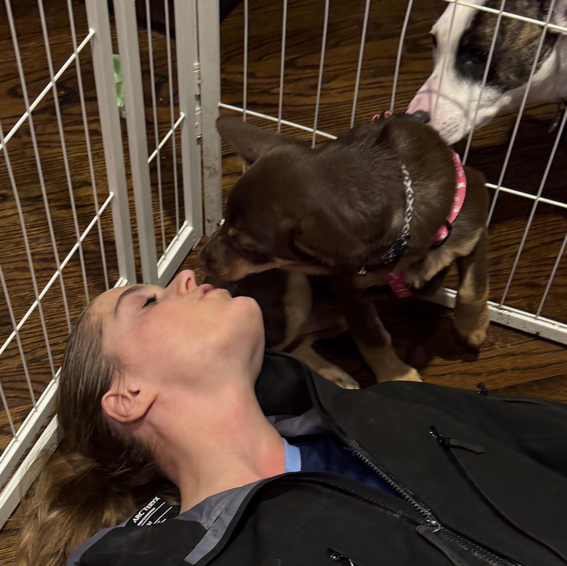 Enlarge Reece, a Adoptable mixed breed in Ridgefield, CT image 6/6