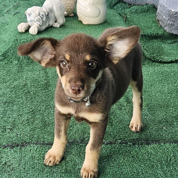 Enlarge Reece, a Adoptable mixed breed in Ridgefield, CT image 3/6