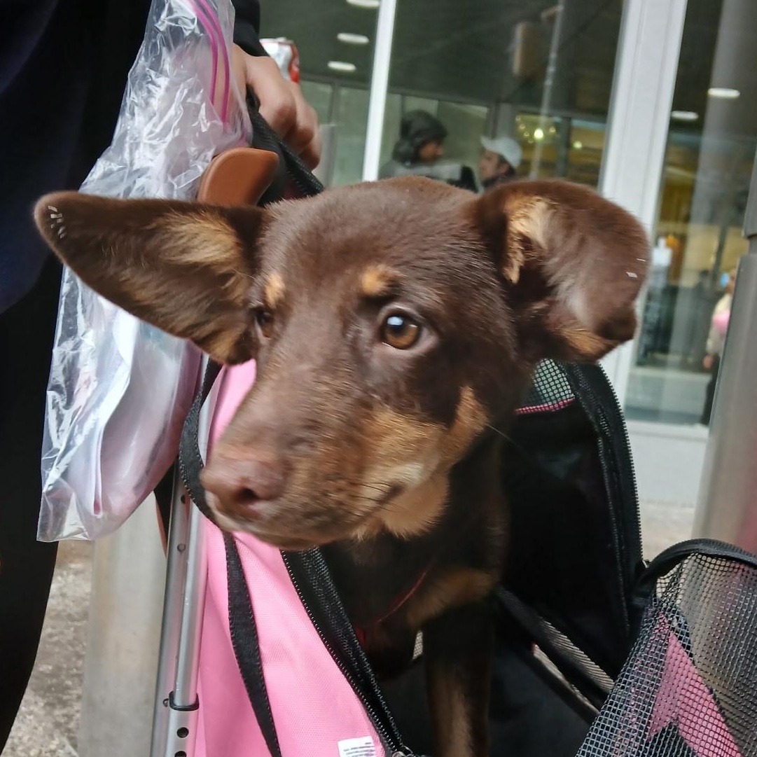 Enlarge Reece, a Adoptable mixed breed in Ridgefield, CT image 2/6