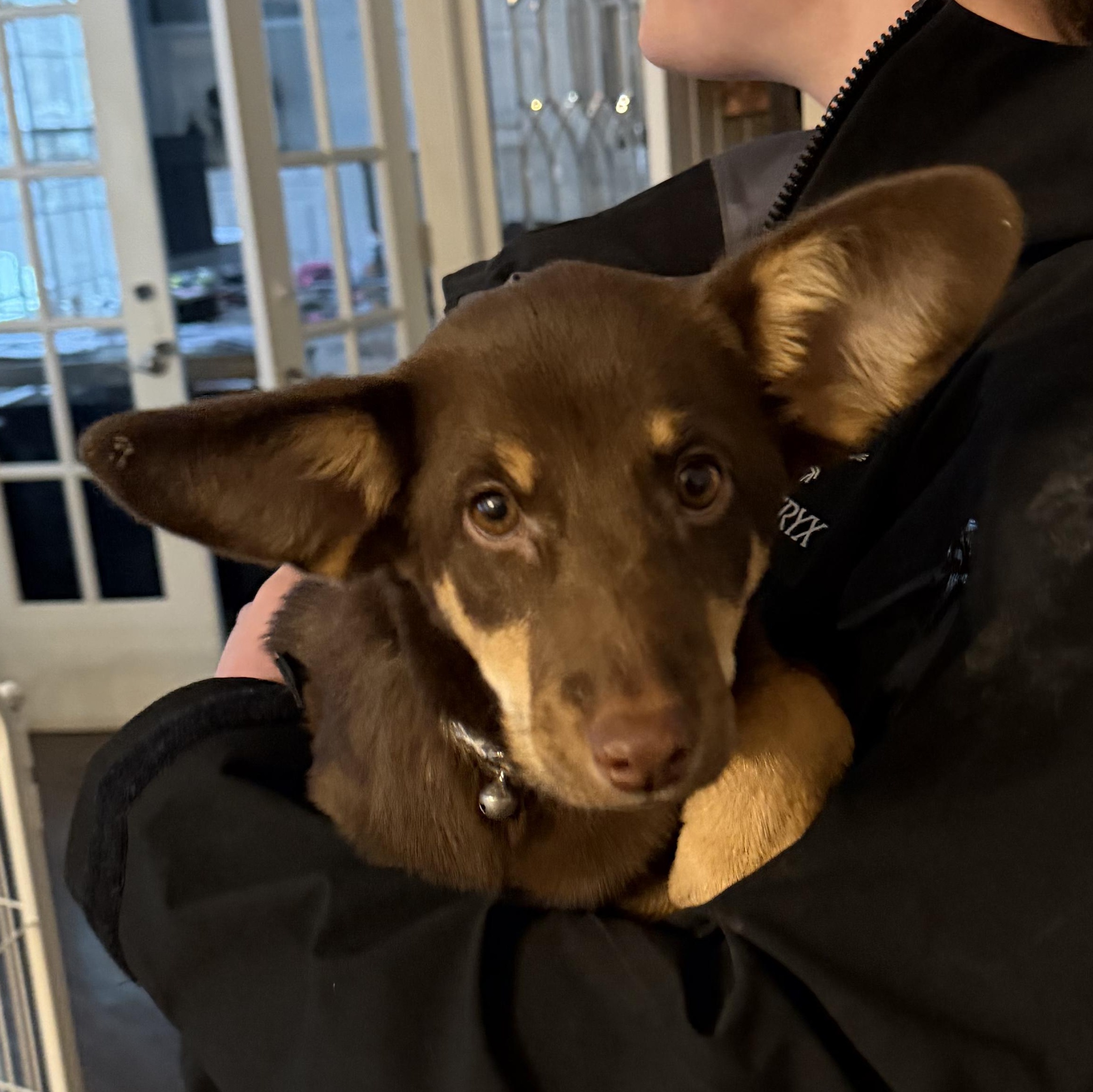 Reece, Adoptable, Puppy Female Australian Kelpie & Chihuahua.