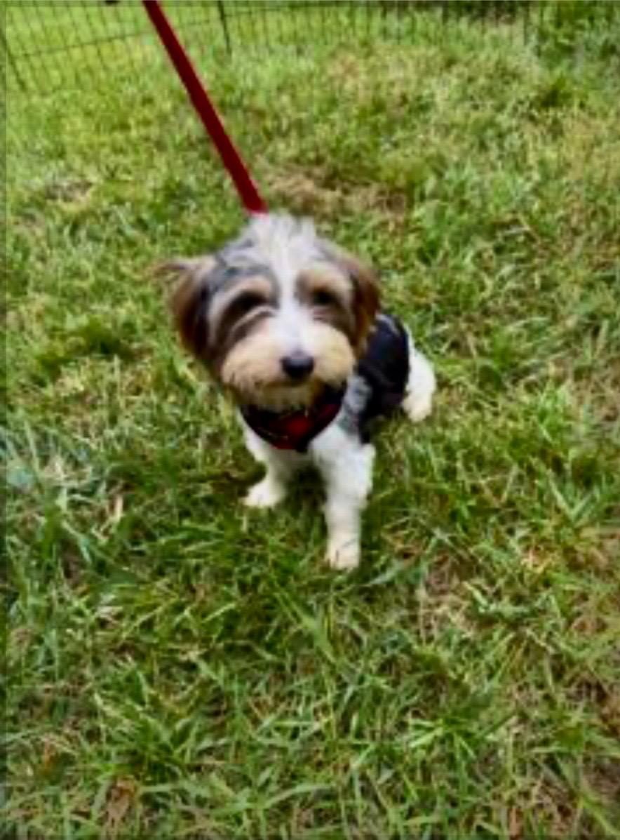 Enlarge Autumn, a Adoptable mixed breed in Hopewell, VA image 1/1