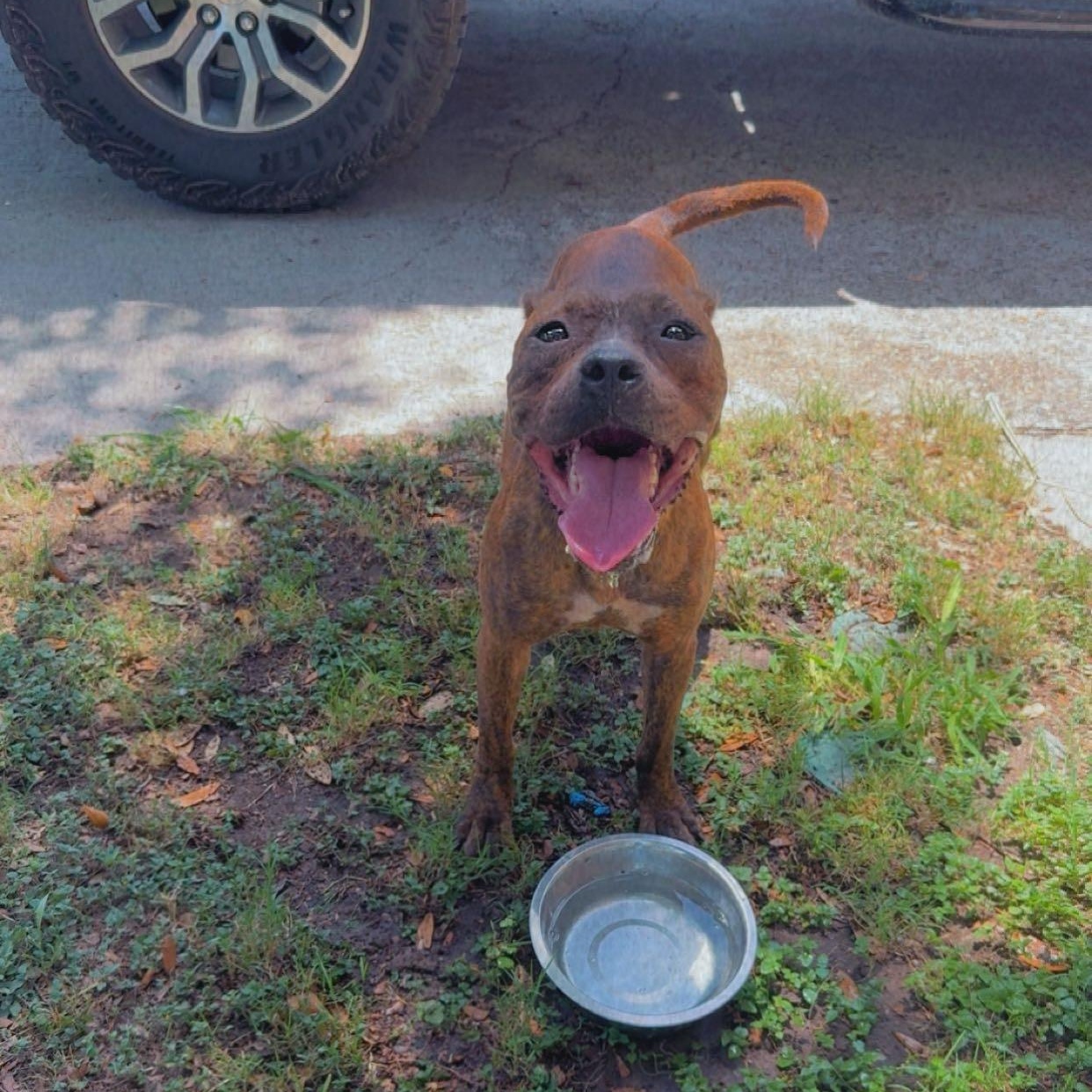 Jude, an adoptable Boxer in Eau Claire, WI, 54703 | Photo Image 2