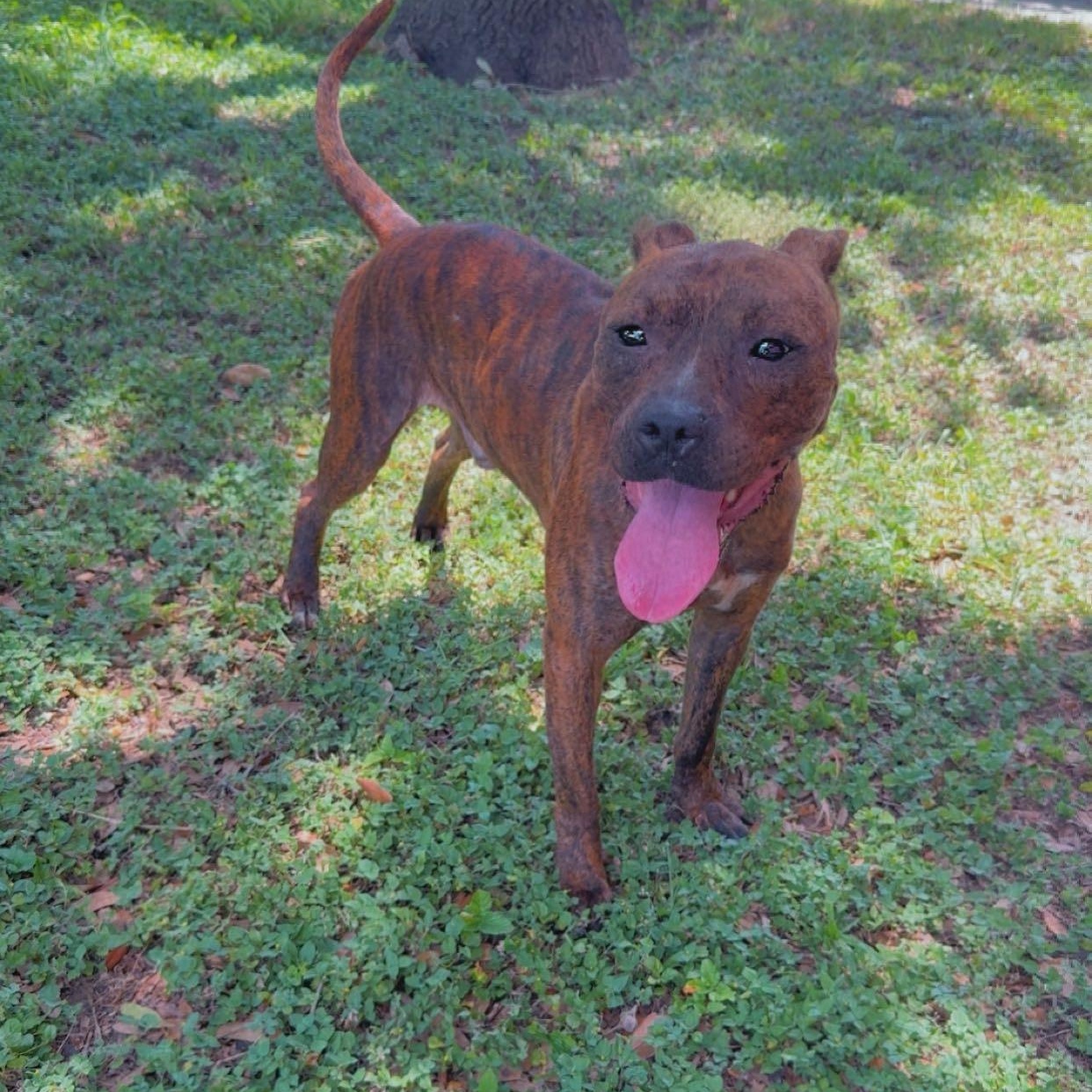 Jude, Young Male Boxer