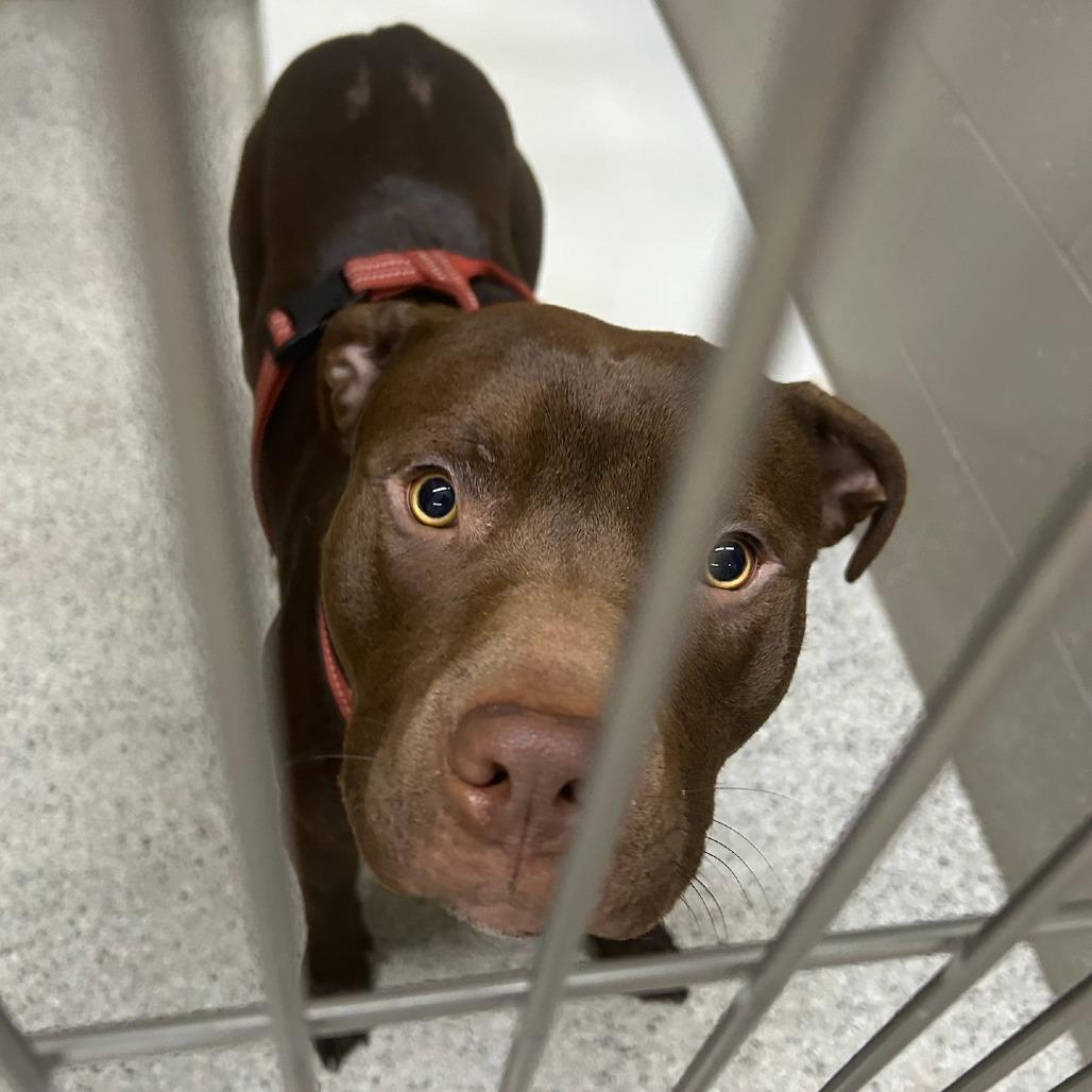 Bear, Adoptable, Senior Male Pit Bull Terrier.