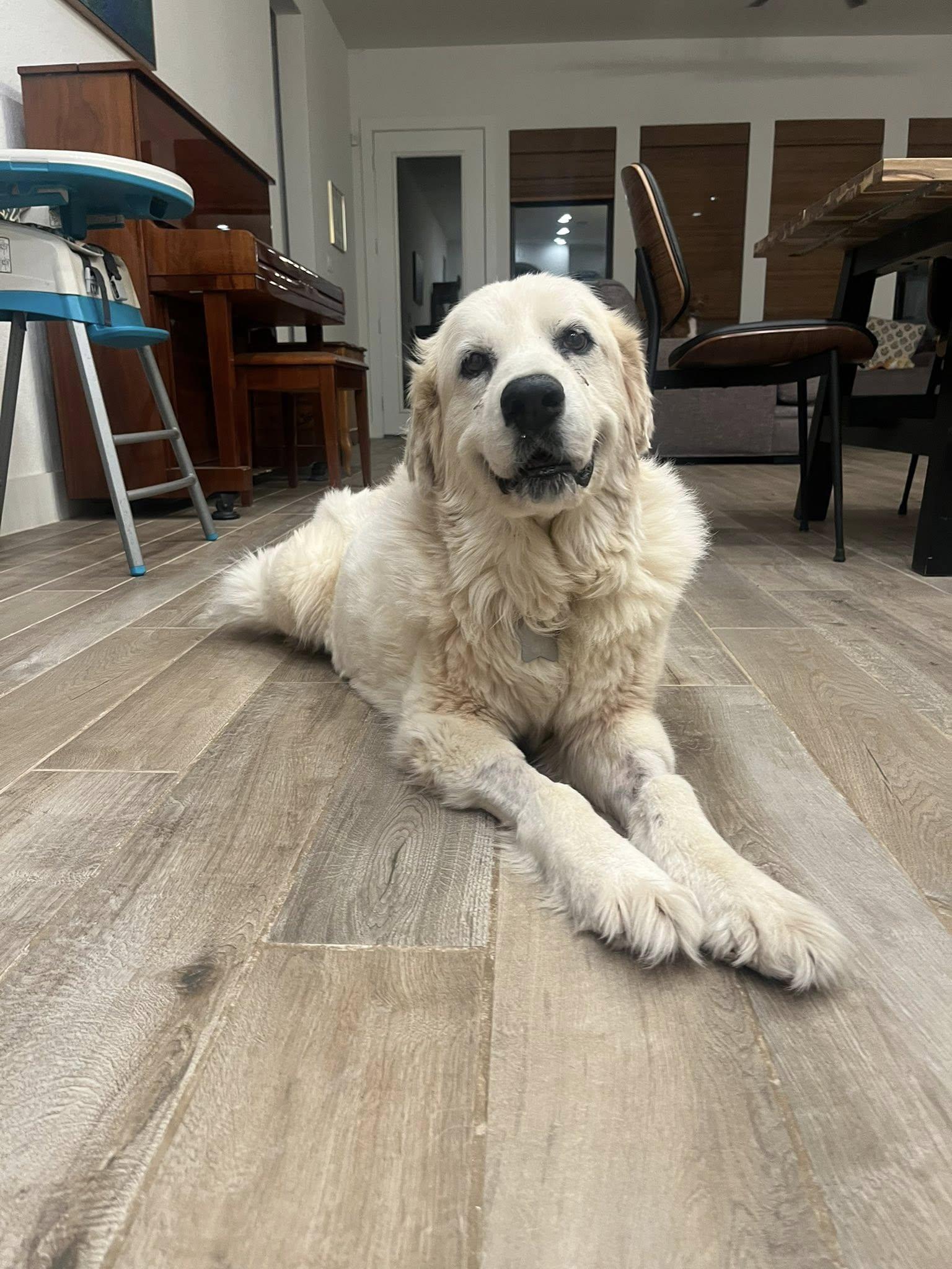 Little Sparrow SAT AN Nell, a Adopted Great Pyrenees in Quinlan, TX image 3/6