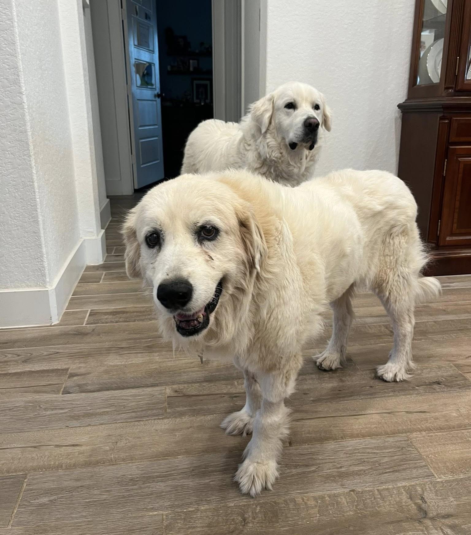 Little Sparrow SAT AN Nell, a Adopted Great Pyrenees in Quinlan, TX image 5/6