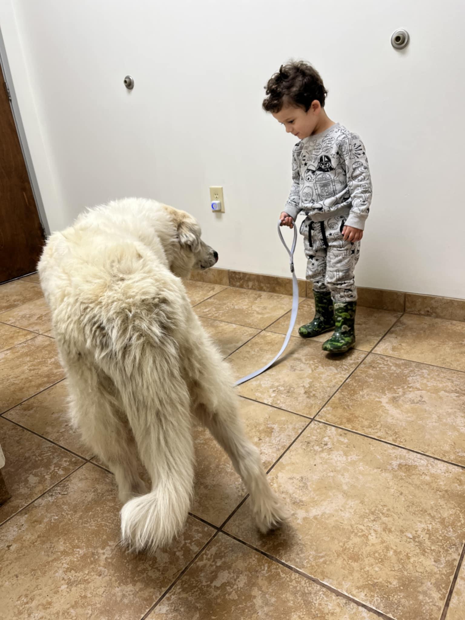 Little Sparrow SAT AN Nell, a Adopted Great Pyrenees in Quinlan, TX image 6/6