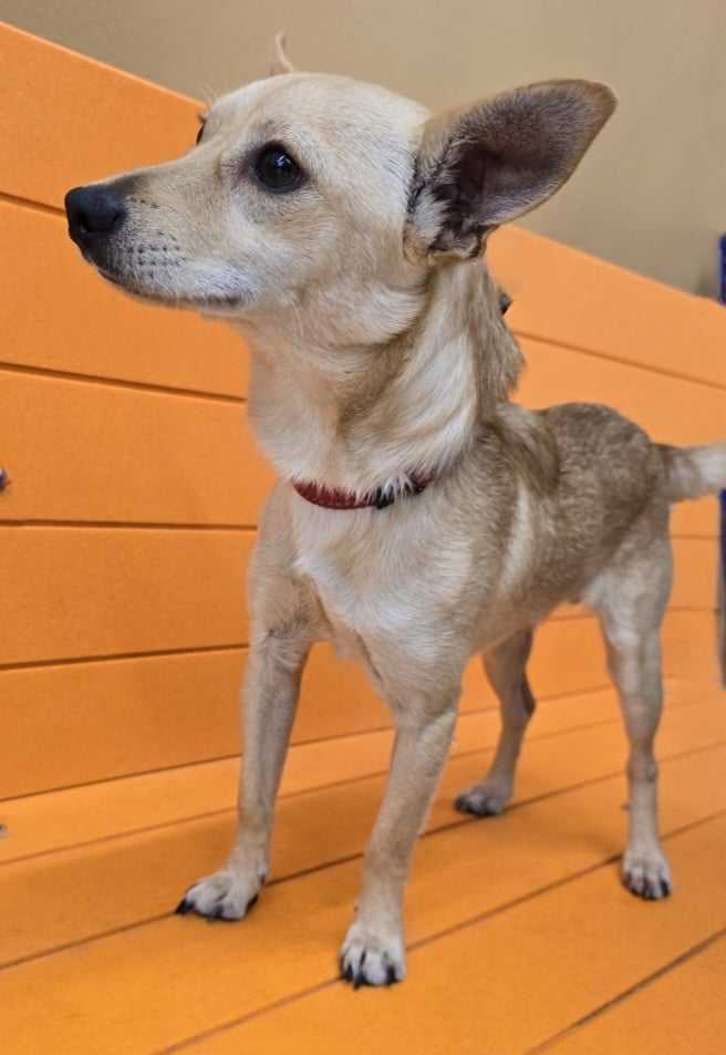 Skip, a Adoptable mixed breed in Kenner, LA image 2/2