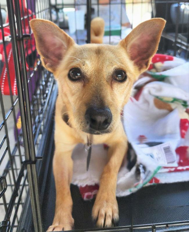 Skip, a Adoptable mixed breed in Kenner, LA image 1/2