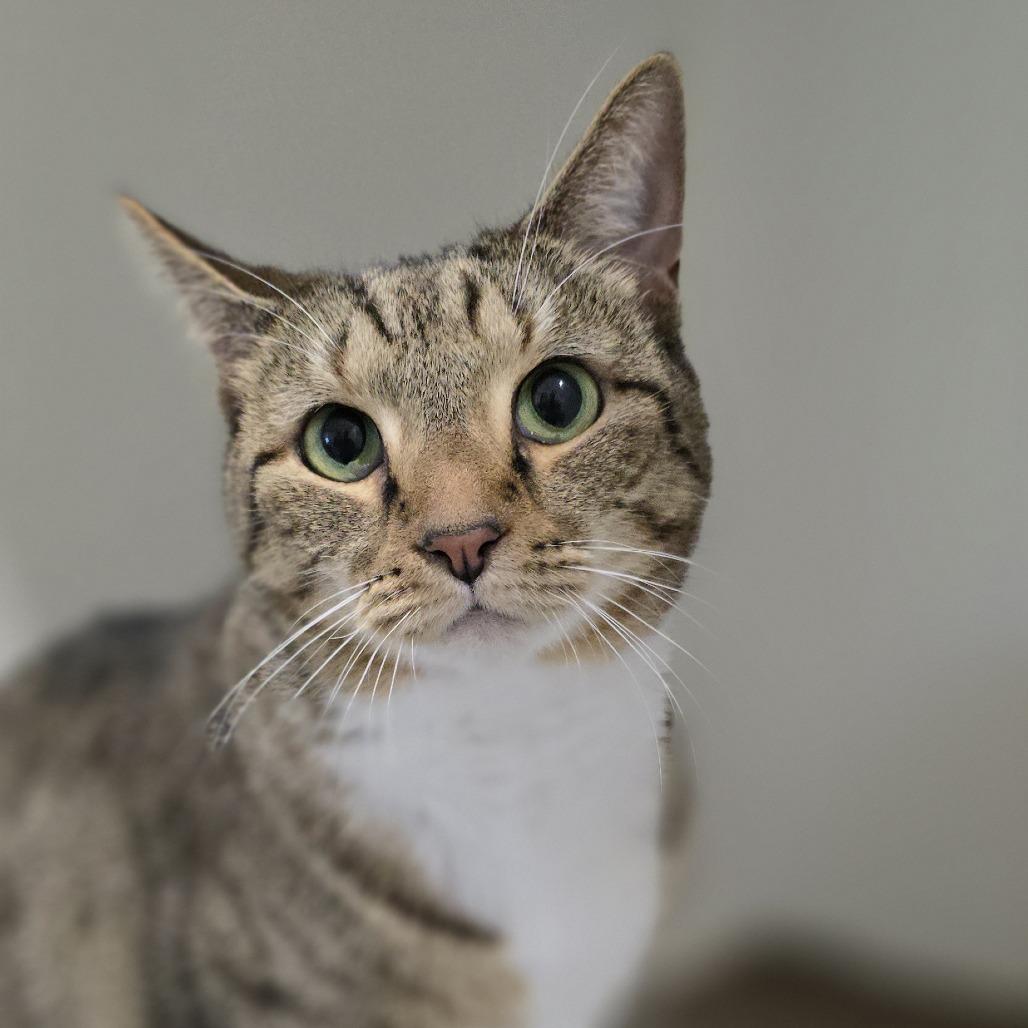 Lexi, Adoptable, Senior Female Domestic Short Hair.