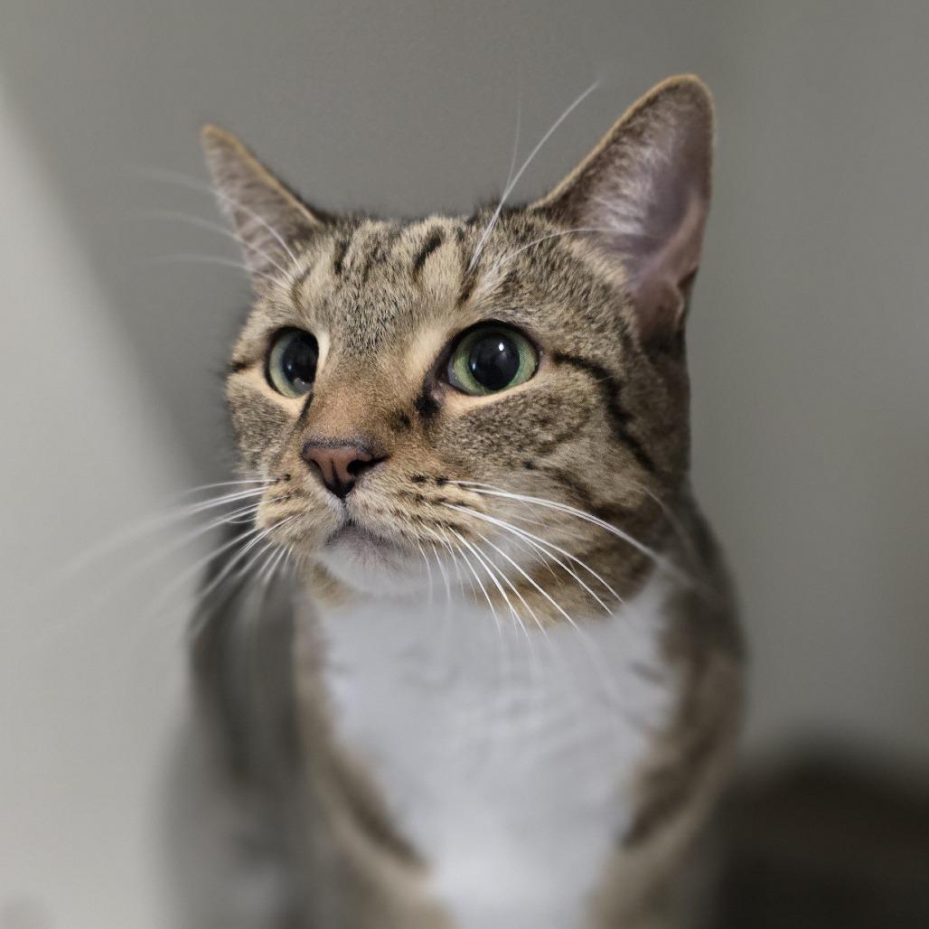 Enlarge Lexi, a Adoptable Domestic Short Hair in Winston Salem, NC image 2/6