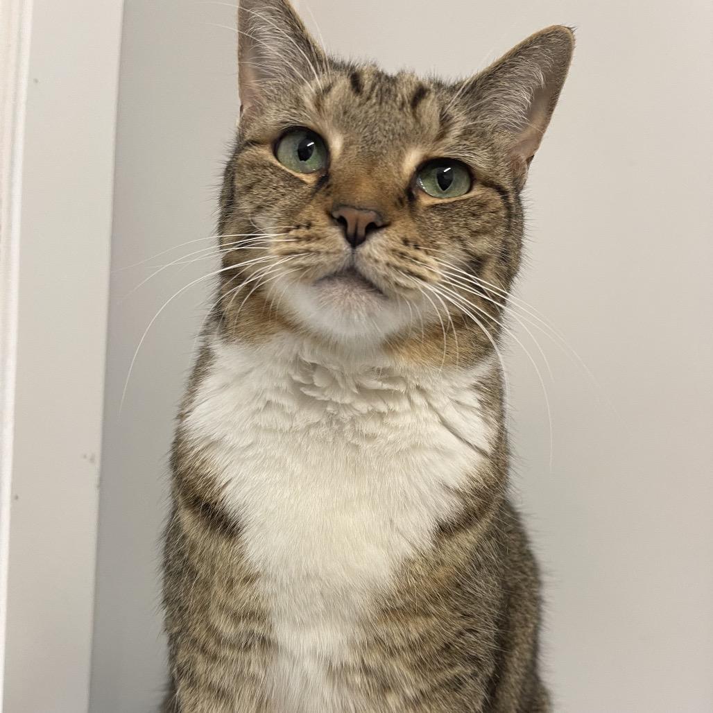 Enlarge Lexi, a Adoptable Domestic Short Hair in Winston Salem, NC image 3/6