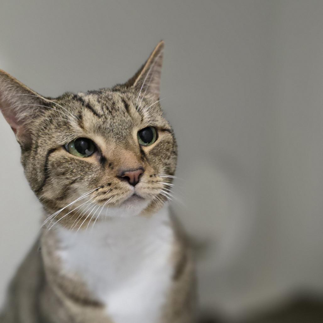 Enlarge Lexi, a Adoptable Domestic Short Hair in Winston Salem, NC image 4/6
