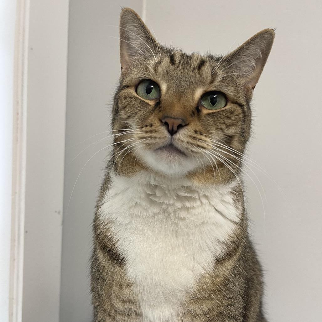 Enlarge Lexi, a Adoptable Domestic Short Hair in Winston Salem, NC image 5/6