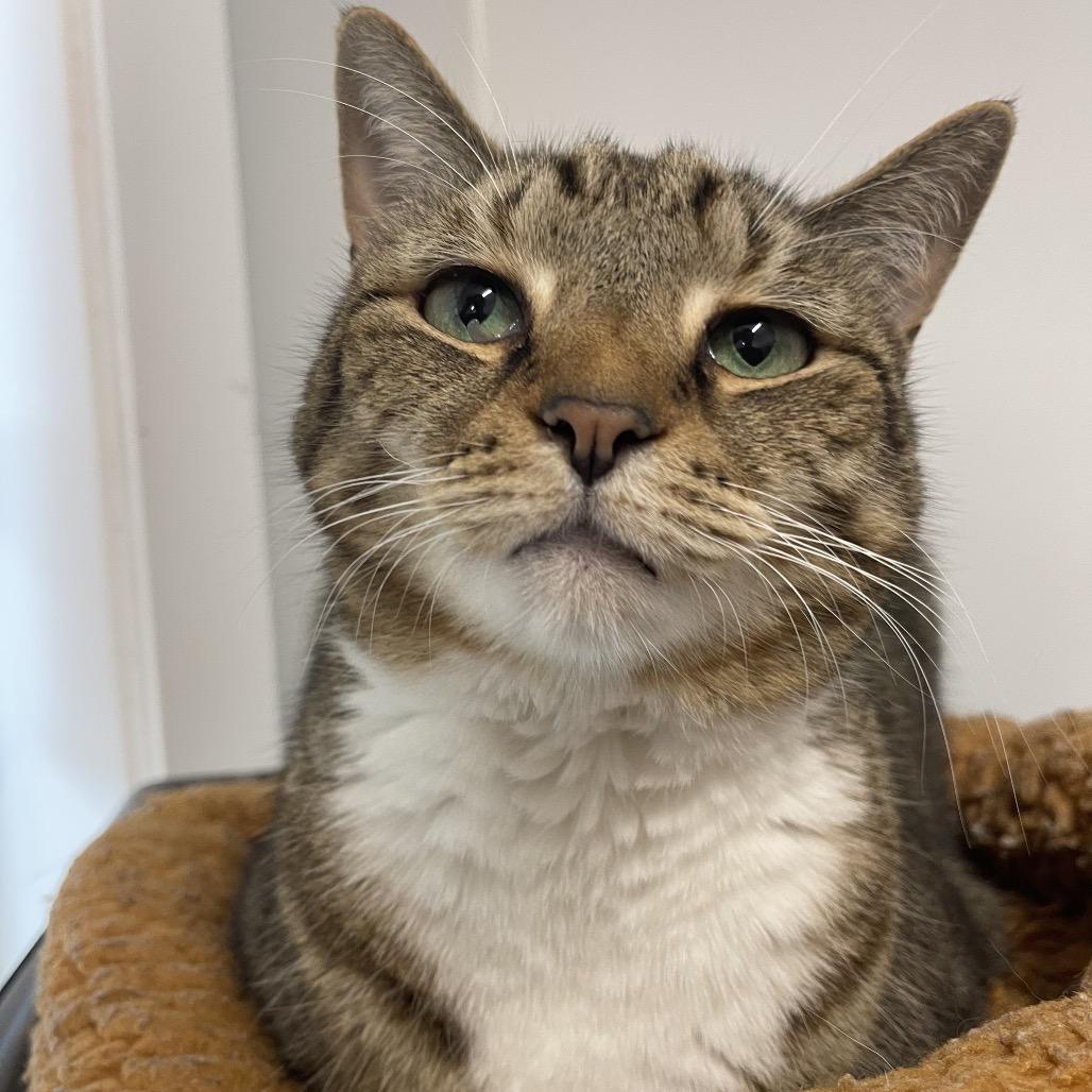 Enlarge Lexi, a Adoptable Domestic Short Hair in Winston Salem, NC image 6/6