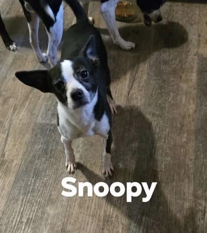 Snoopy, Adoptable, Adult Female Boston Terrier & Chihuahua.