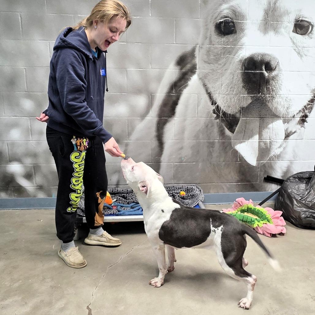 Dominique, Adoptable, Young Female Pit Bull Terrier.