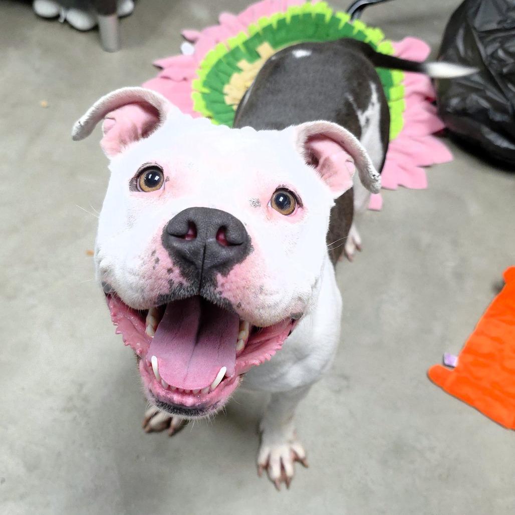 Enlarge Dominique, a Adoptable Pit Bull Terrier in Michigan City, IN image 2/6