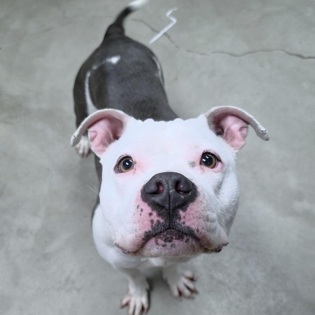 Enlarge Dominique, a Adoptable Pit Bull Terrier in Michigan City, IN image 3/6