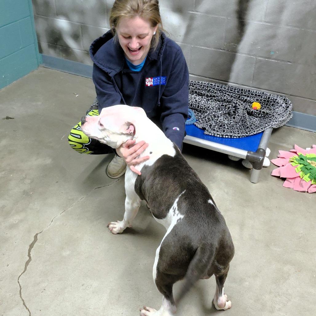 Enlarge Dominique, a Adoptable Pit Bull Terrier in Michigan City, IN image 4/6