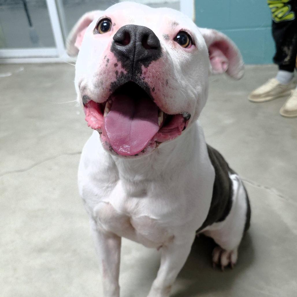 Enlarge Dominique, a Adoptable Pit Bull Terrier in Michigan City, IN image 5/6