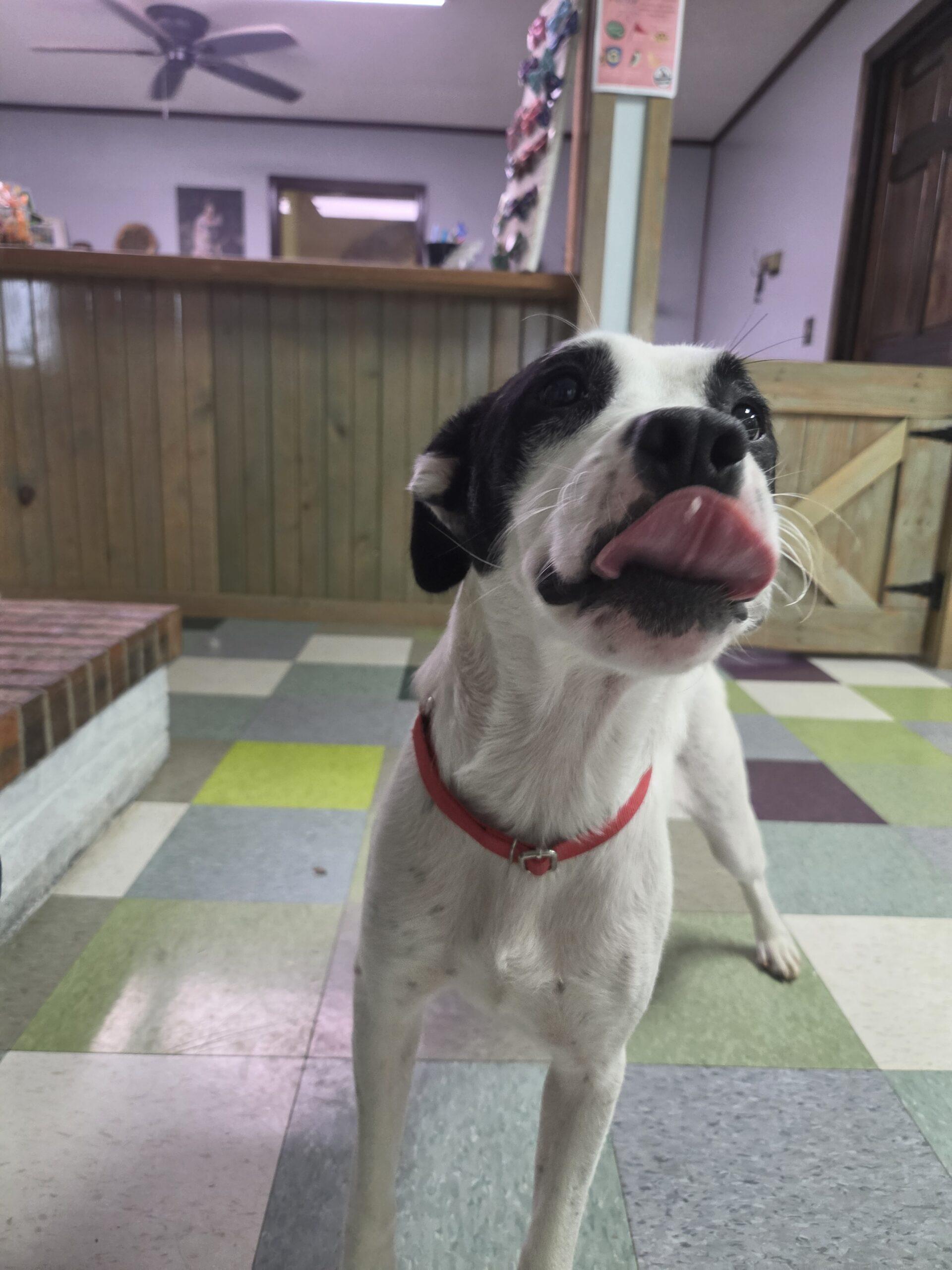 Enlarge Lilli, a Adoptable mixed breed in Kirksville, MO image 1/5