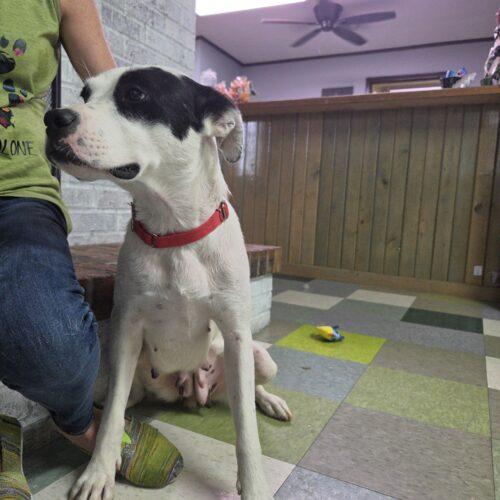 Lilli, Adoptable, Adult Female Labrador Retriever & Pit Bull Terrier.
