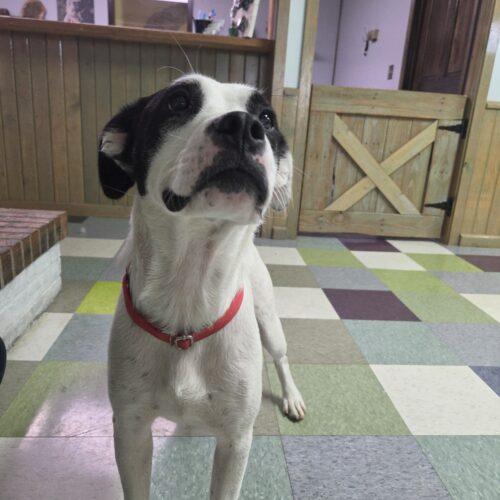 Enlarge Lilli, a Adoptable mixed breed in Kirksville, MO image 3/5