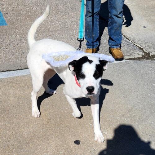 Enlarge Lilli, a Adoptable mixed breed in Kirksville, MO image 4/5