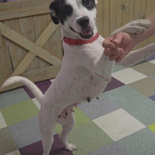 Enlarge Lilli, a Adoptable mixed breed in Kirksville, MO image 5/5
