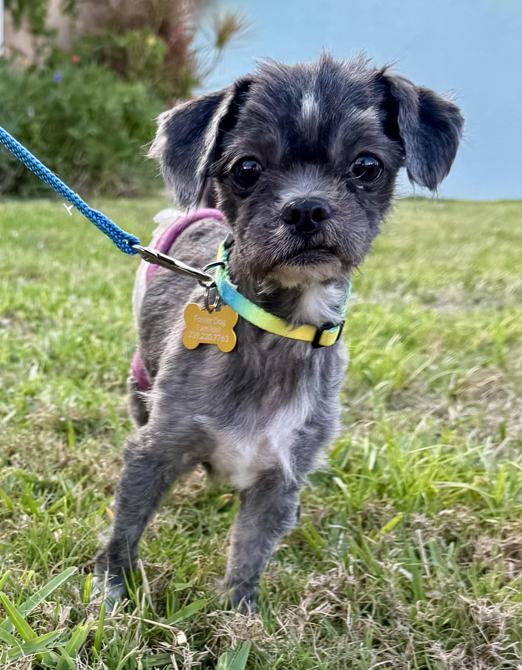 Enlarge Scruffy, a Adopted Maltese in Cape Coral, FL image 2/2