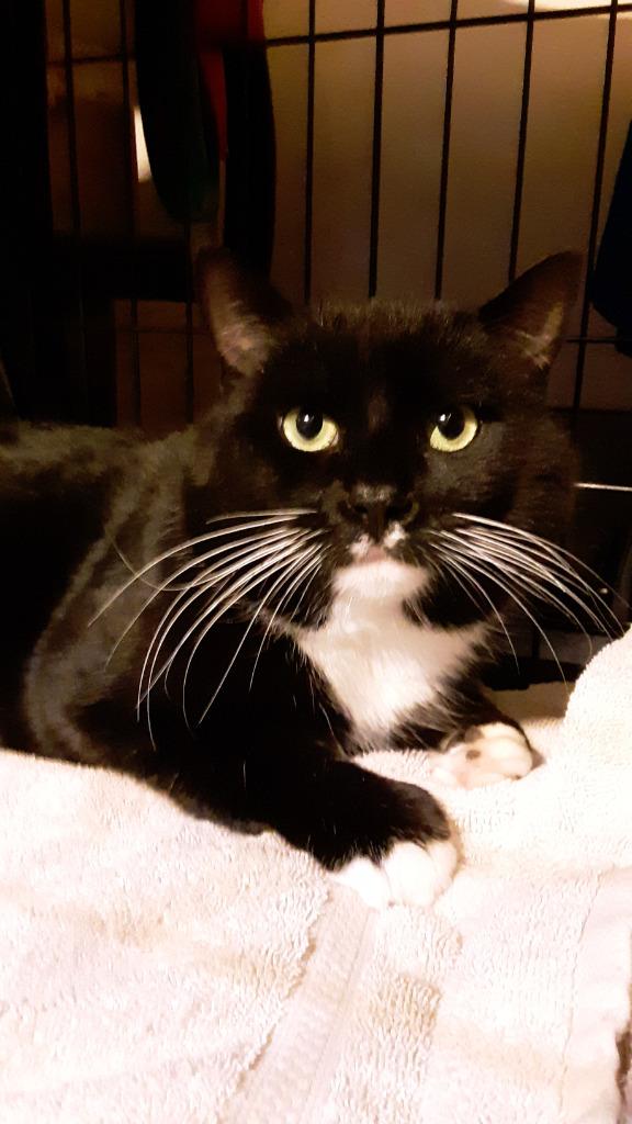 Enlarge Herbie Watson, a Adoptable mixed breed in Windsor, CT image 1/1