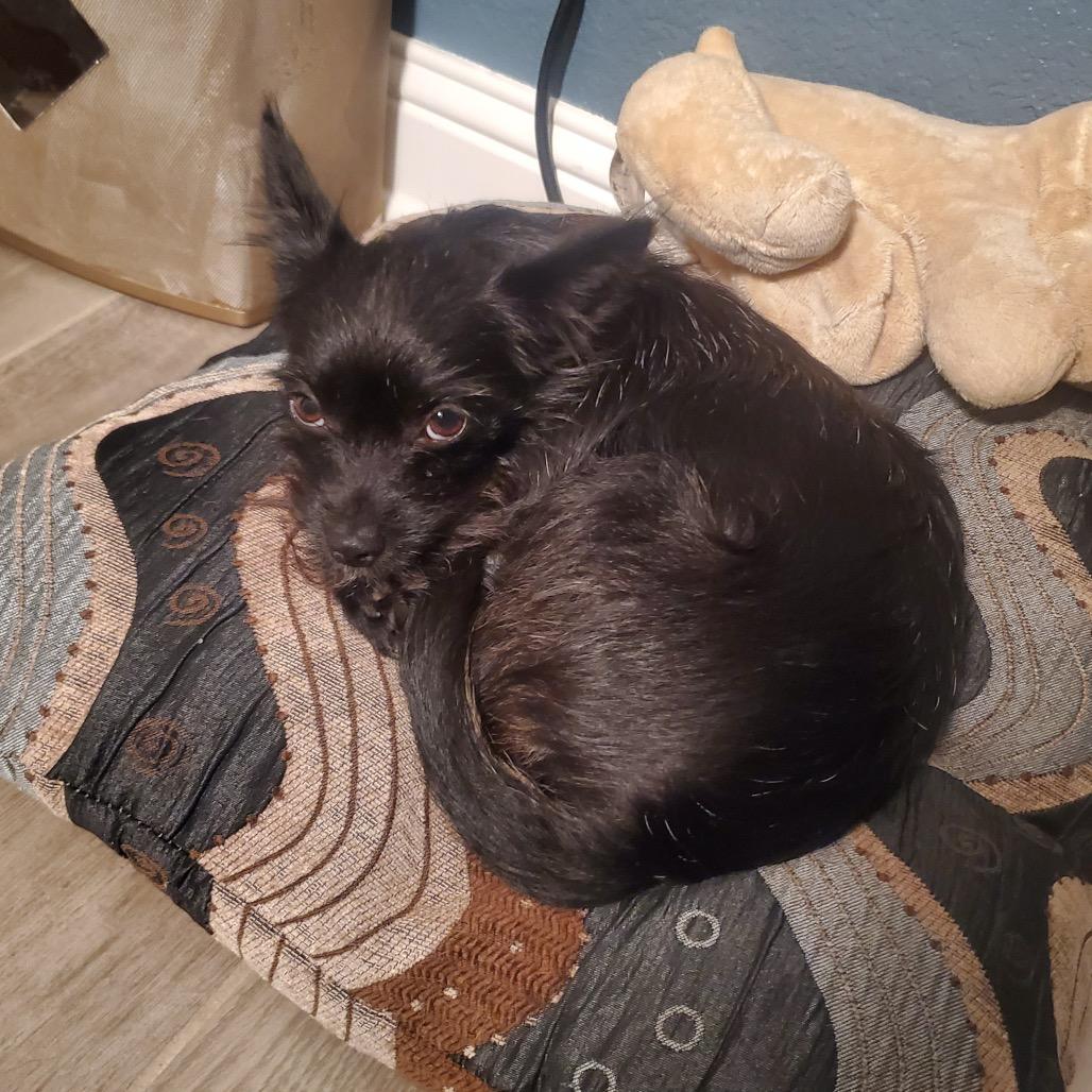Cinder, Adoptable, Adult Female Cairn Terrier.
