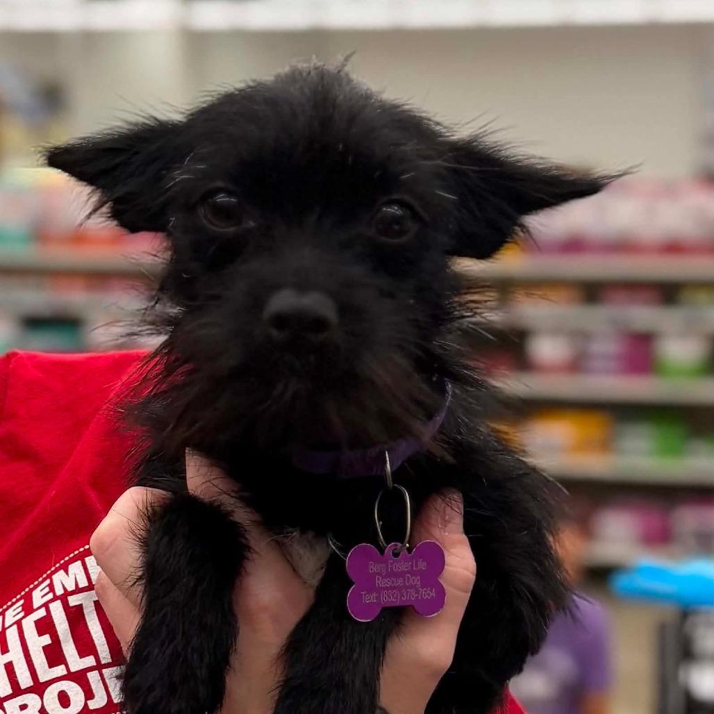 Cinder, a Adoptable Cairn Terrier in Katy, TX image 2/5