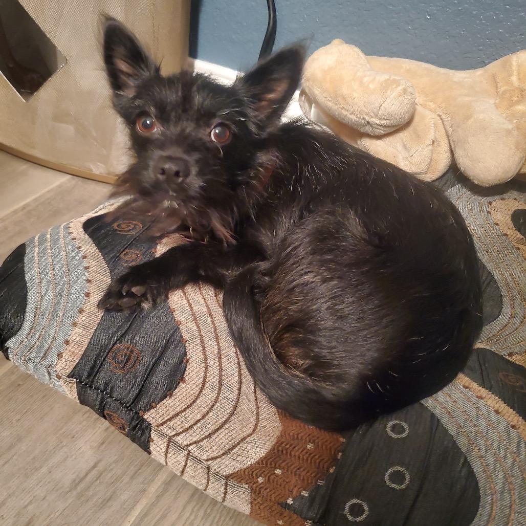 Cinder, a Adoptable Cairn Terrier in Katy, TX image 4/5