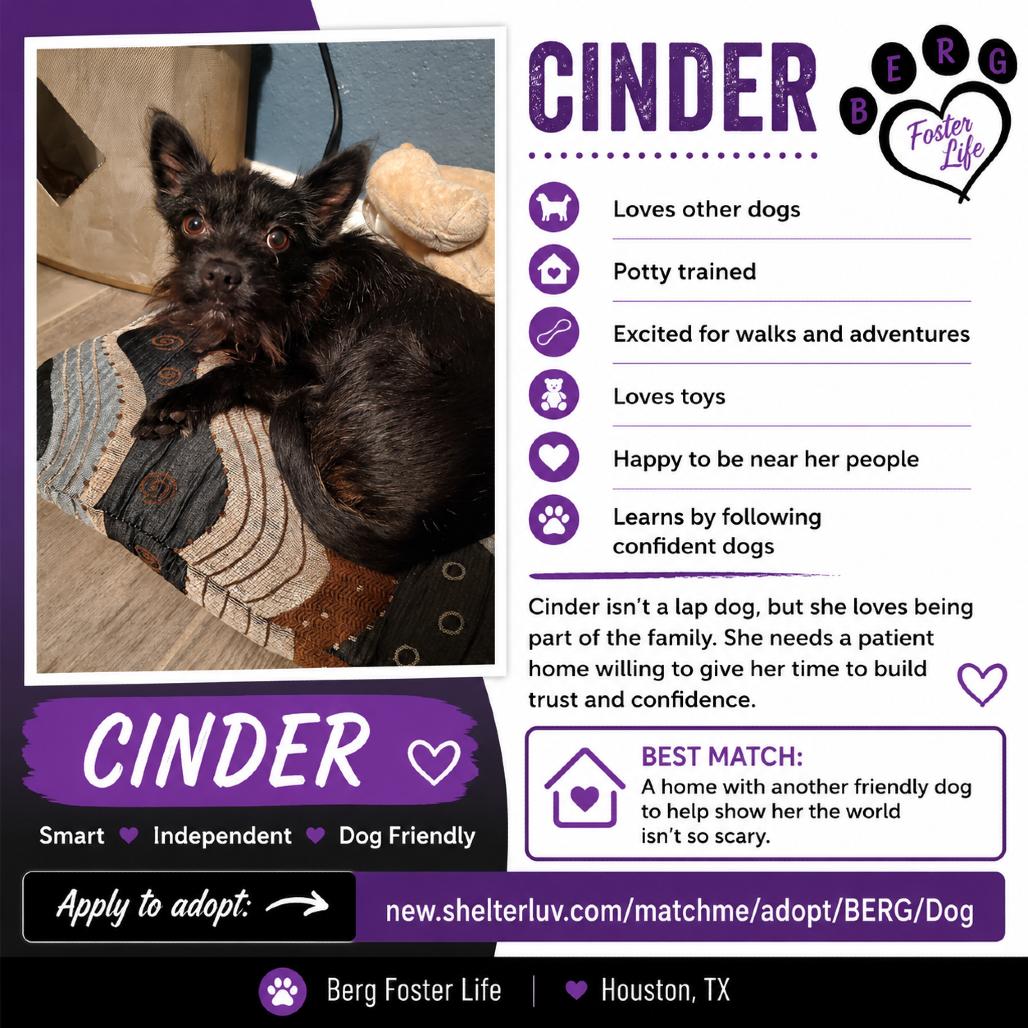 Cinder, a Adoptable Cairn Terrier in Katy, TX image 5/5