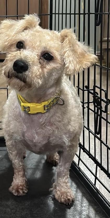 Fannie, a ADOPTABLE mixed breed in Paoli, IN image 1/4