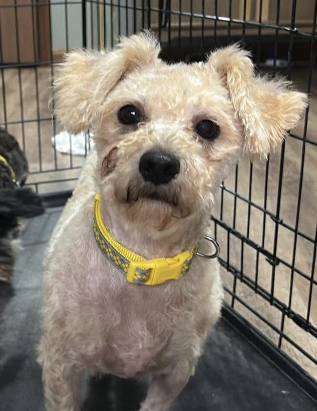Fannie, a ADOPTABLE mixed breed in Paoli, IN image 2/4