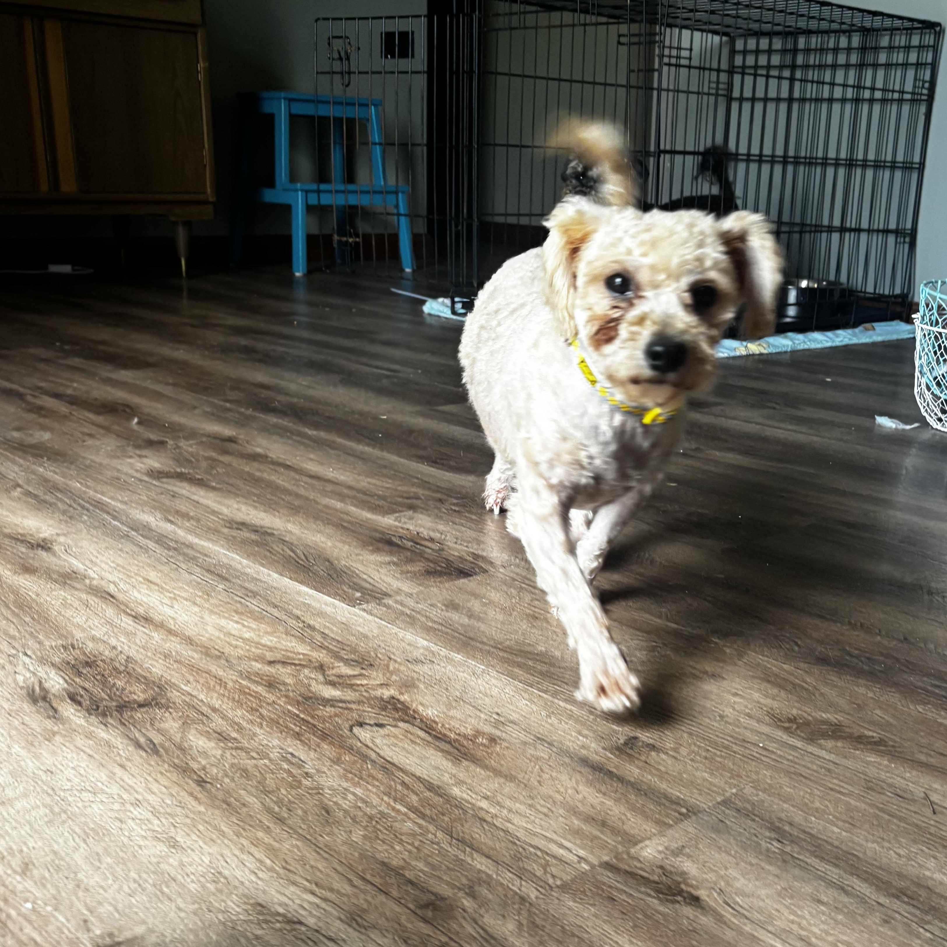 Fannie, a ADOPTABLE mixed breed in Paoli, IN image 3/4