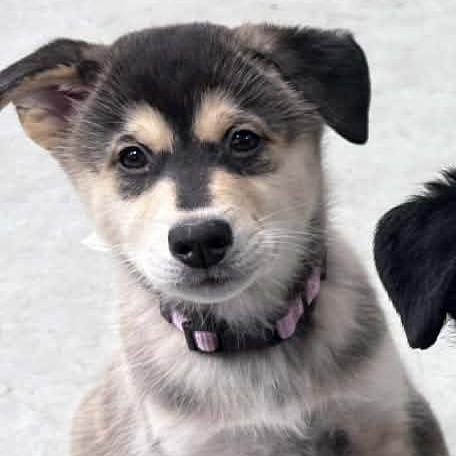 Jupiter, Adoptable, Puppy Female Husky & Rottweiler.