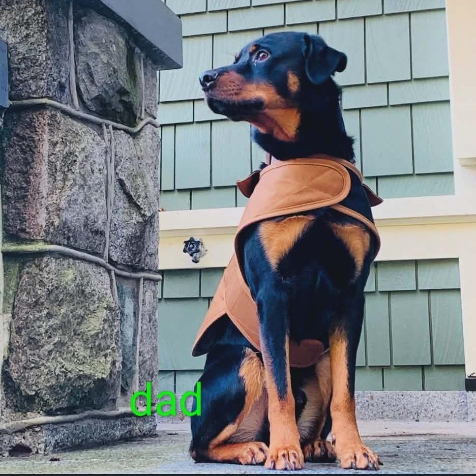 Enlarge Jupiter, a Adoptable mixed breed in Victoria, BC image 3/5