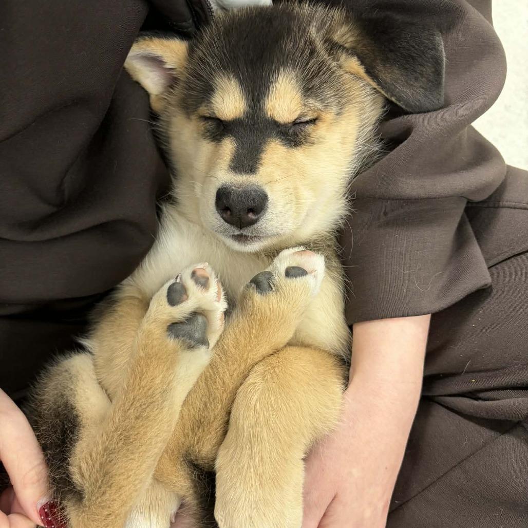 Enlarge Jupiter, a Adoptable mixed breed in Victoria, BC image 4/5