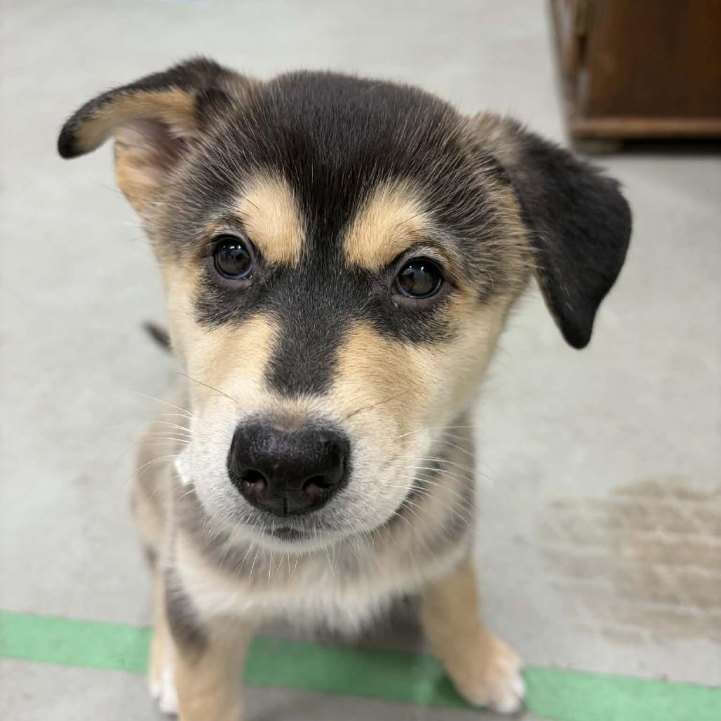 Enlarge Jupiter, a Adoptable mixed breed in Victoria, BC image 5/5