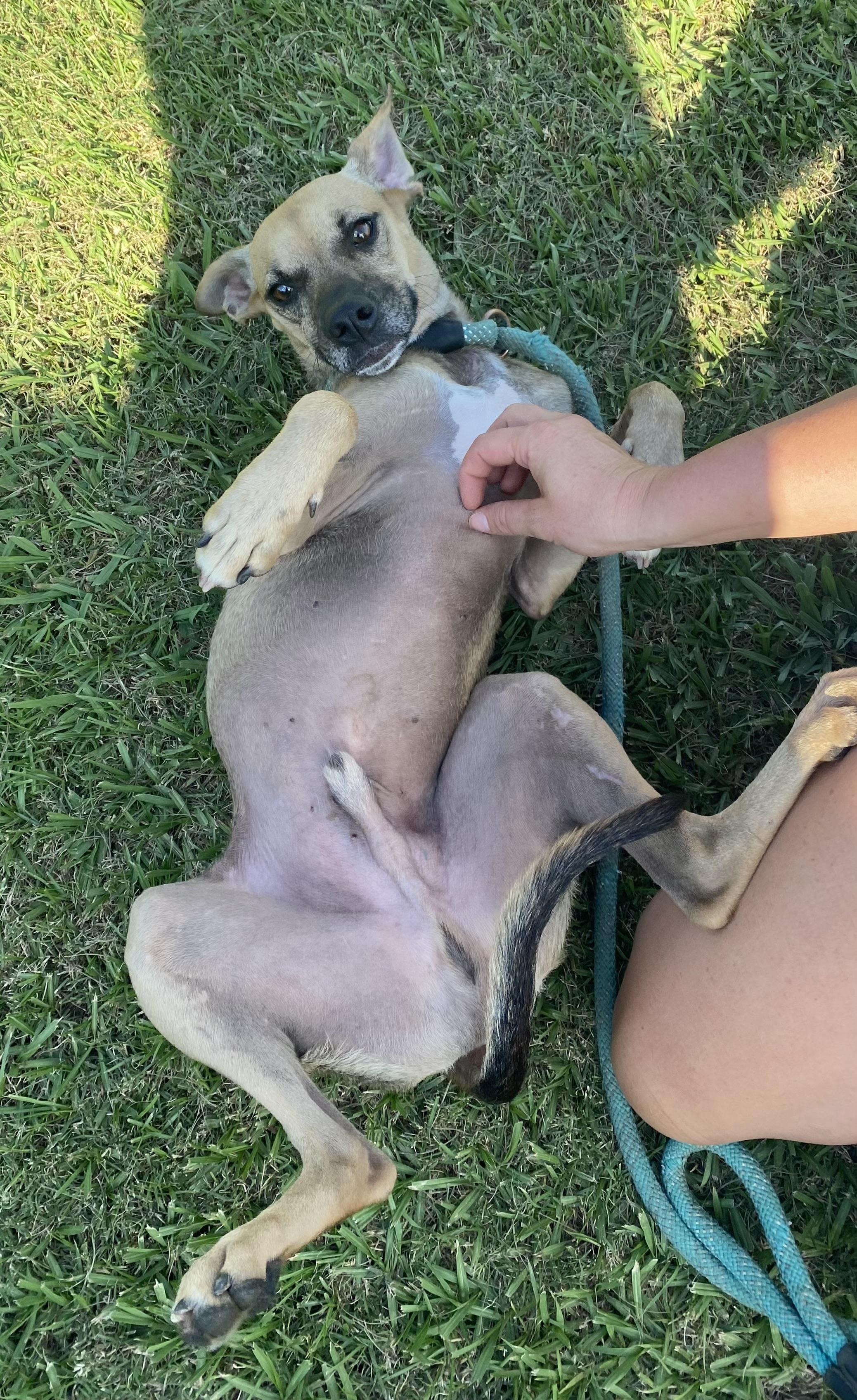 Brandon, a Adopted mixed breed in Ransomville, NY image 2/4