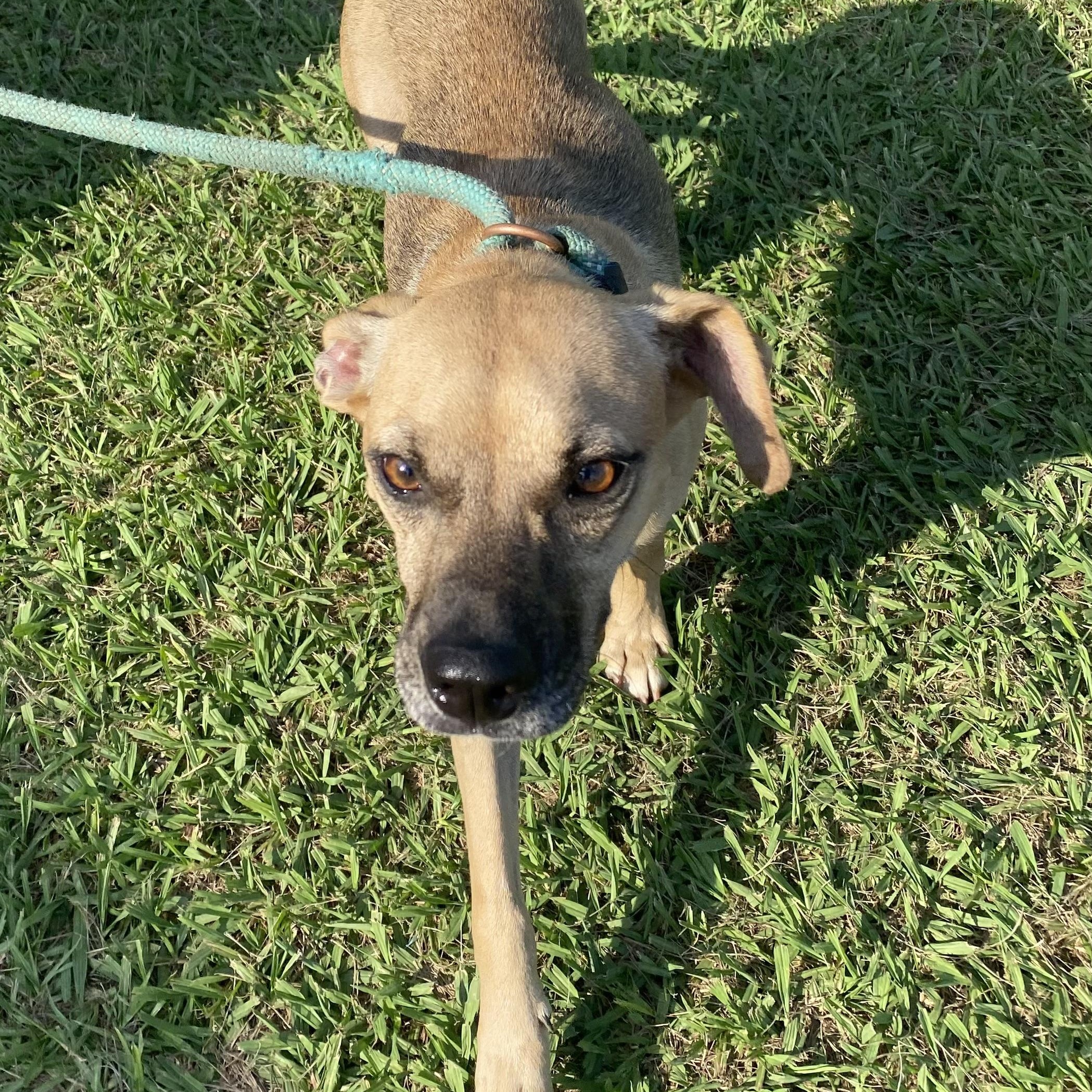 Brandon, a Adopted mixed breed in Ransomville, NY image 3/4